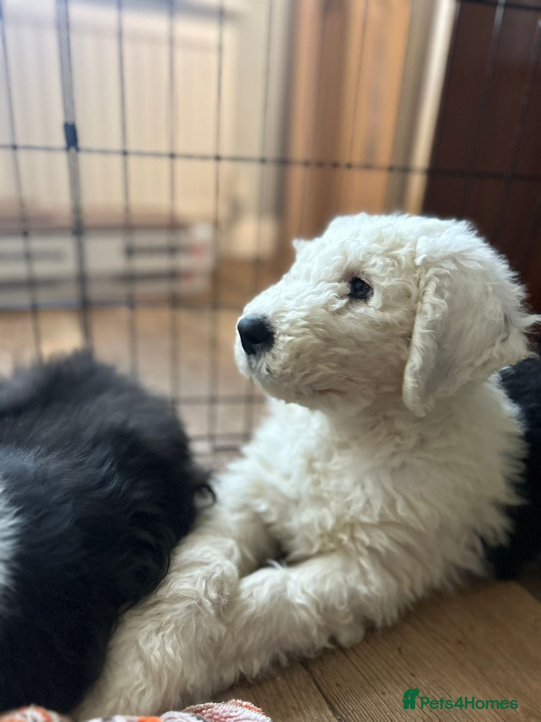 Old English Sheepdog dogs for sale: Kc Registered Old English Sheepdogs  - Advert 6