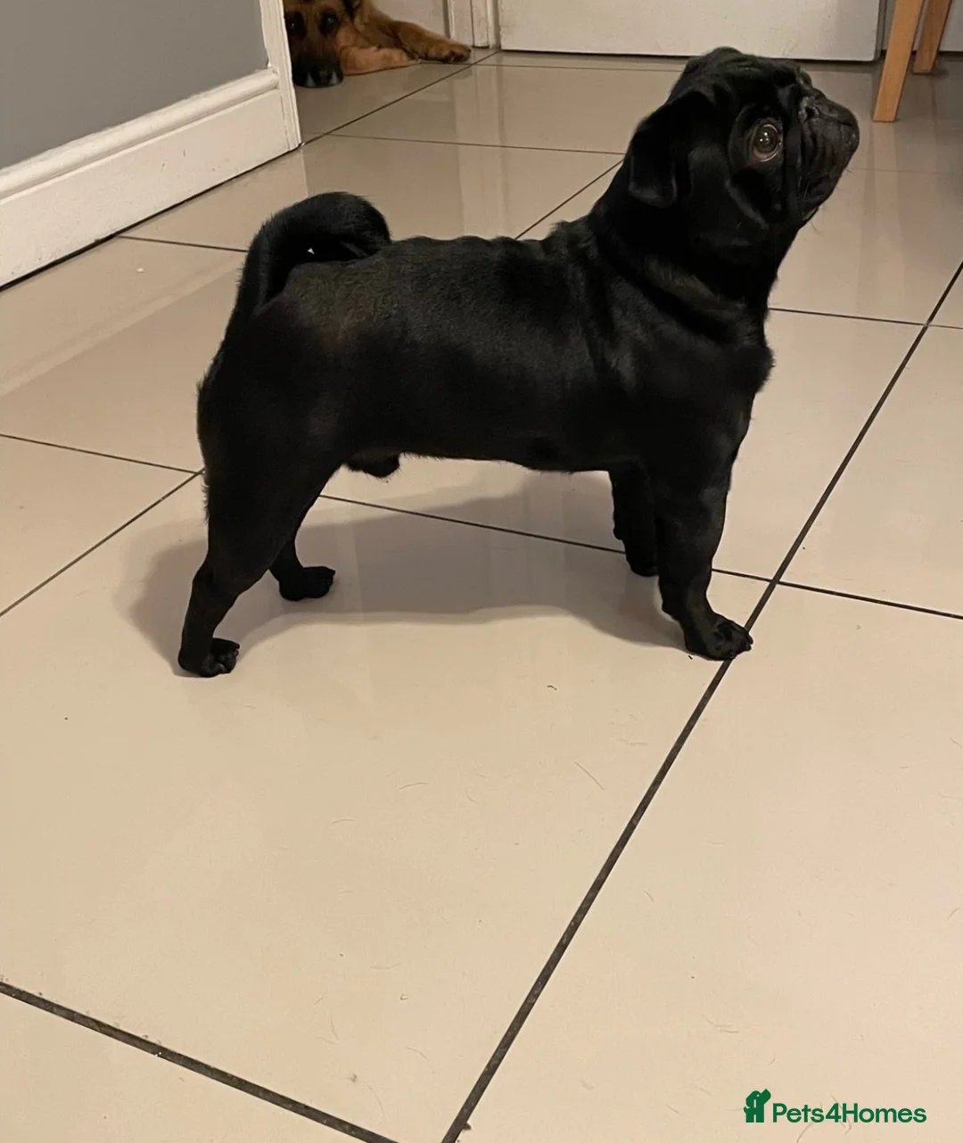 Pug dogs for stud: KC REG HEALTH TESTED PUG  - Advert 3