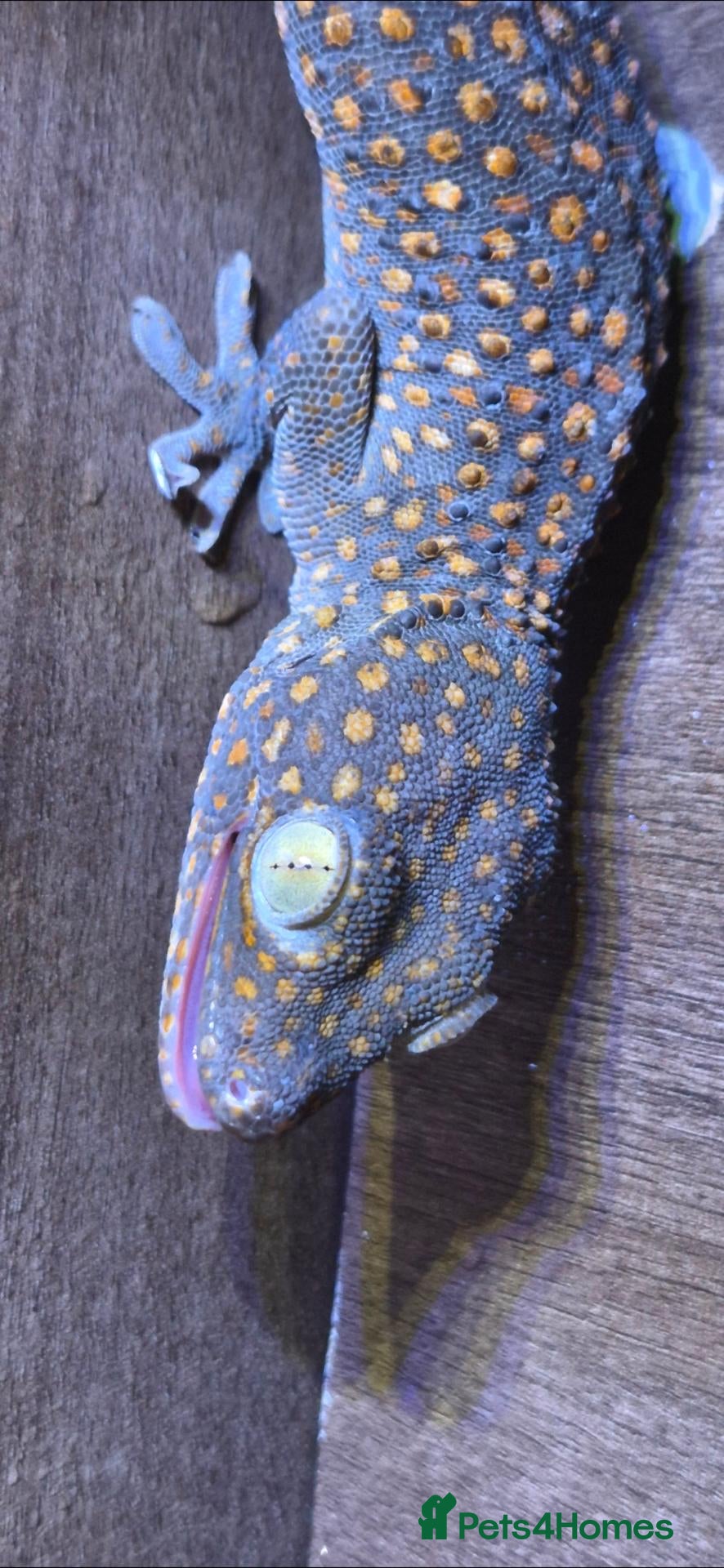 Gecko reptiles Tokay gecko female  - Advert 1
