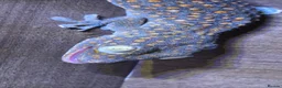 Gecko reptiles for sale: Tokay gecko female  in Romford - Advert 1