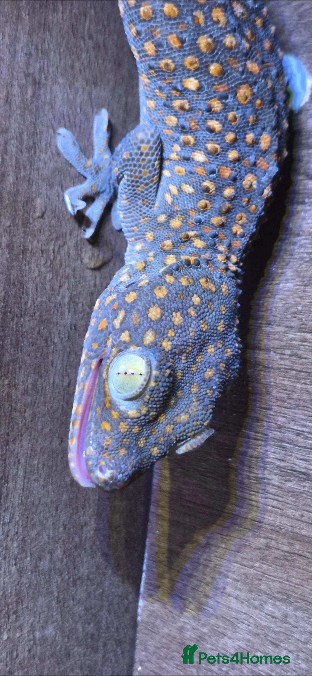 Gecko reptiles for sale: Tokay gecko female  in Romford - Advert 1