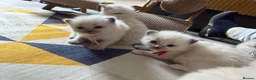 Ragdoll cats for sale: Beautiful Ragdoll 5 kittens  in Cwmbran - Advert 3