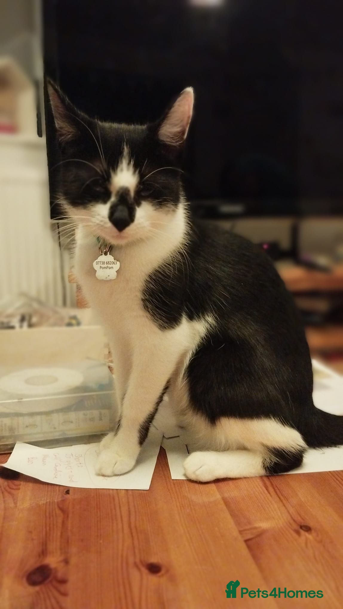 Domestic Shorthair cats Kittens cute & ready September  - Advert 13