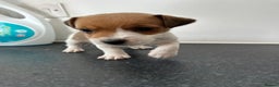 Jack Russell dogs for sale: Beautiful traditional jackrussel Pups  - Advert 3