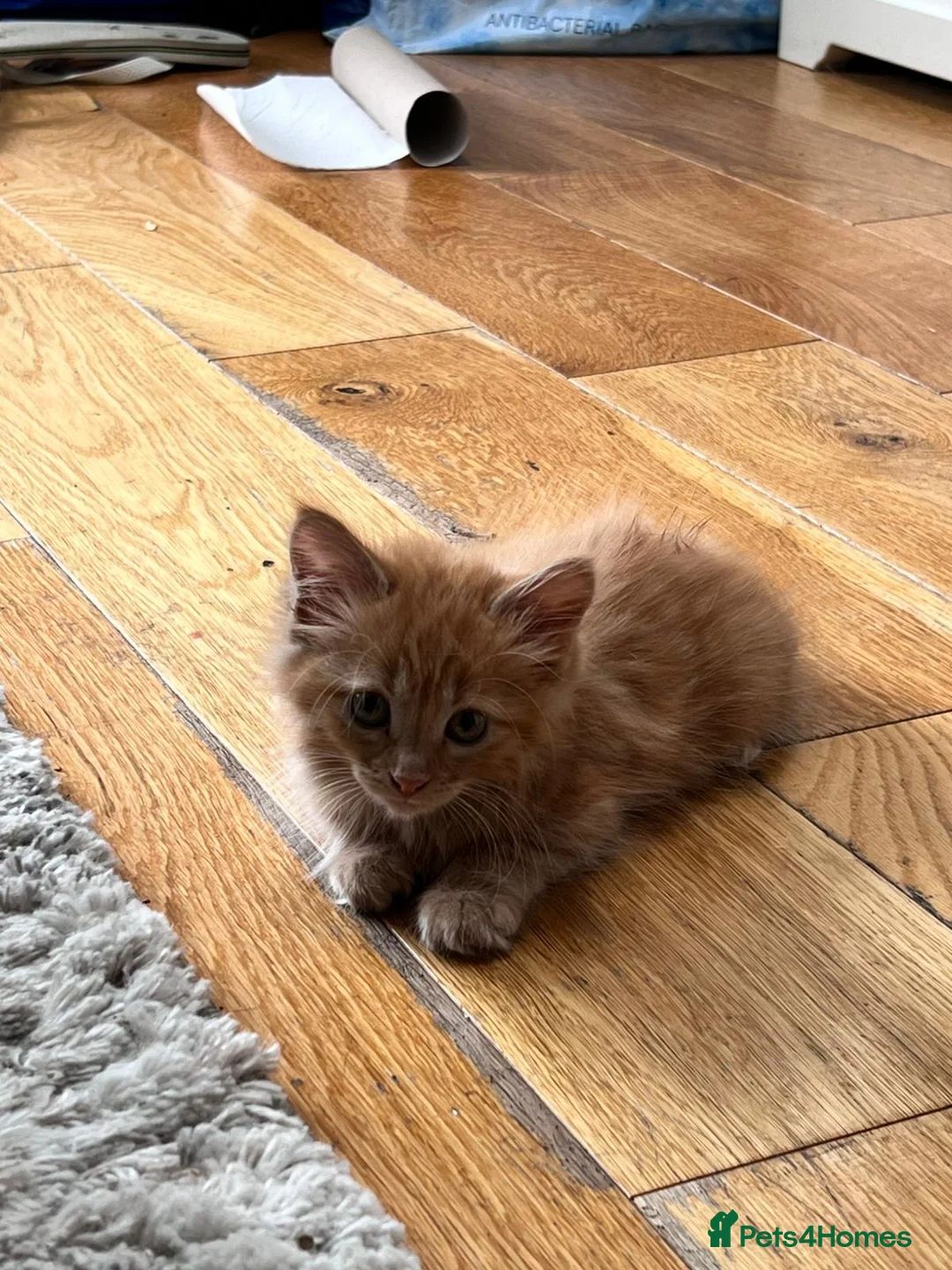 Mixed Breed cats for sale: Furry kittens ready for their forever home! - Advert 2