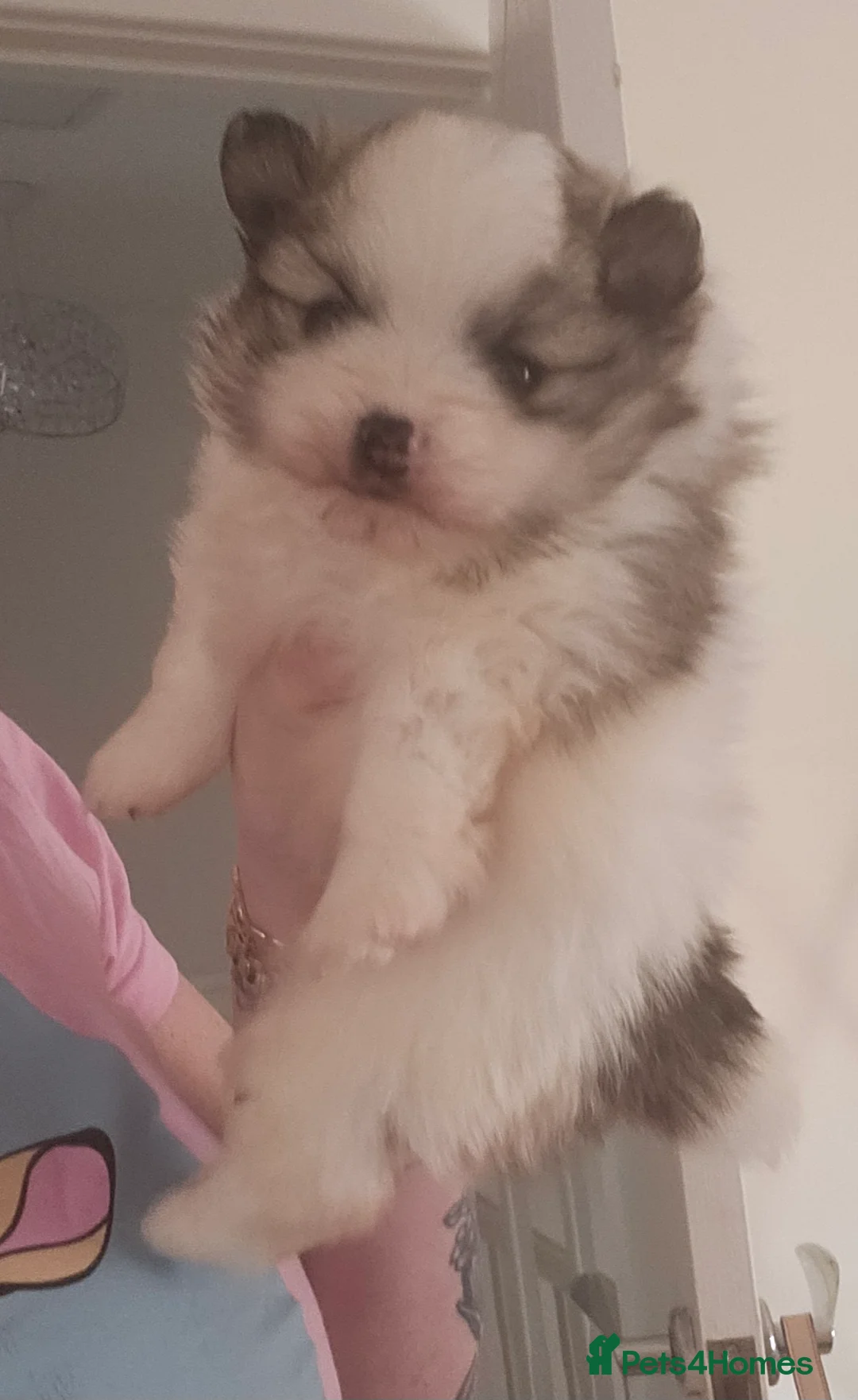 Pomeranian dogs for sale: Beautiful teddy bear pomeranian boy  - Advert 3