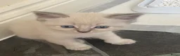 Mixed Breed cats for sale: Adorable fluffy ragdoll x kittens in Okehampton - Advert 15