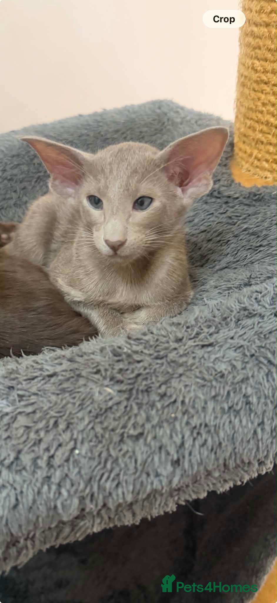 Siamese cats Siamese and oriental blue  - Advert 12