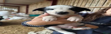 Dec