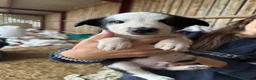 Border Collie dogs for sale: cute border collie pups - Advert 11