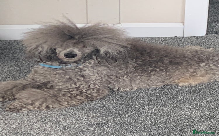 Miniature Poodle dogs - Advert 6