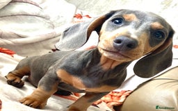 Miniature Dachshund dogs for sale: Miniature dachshunds - Image 7