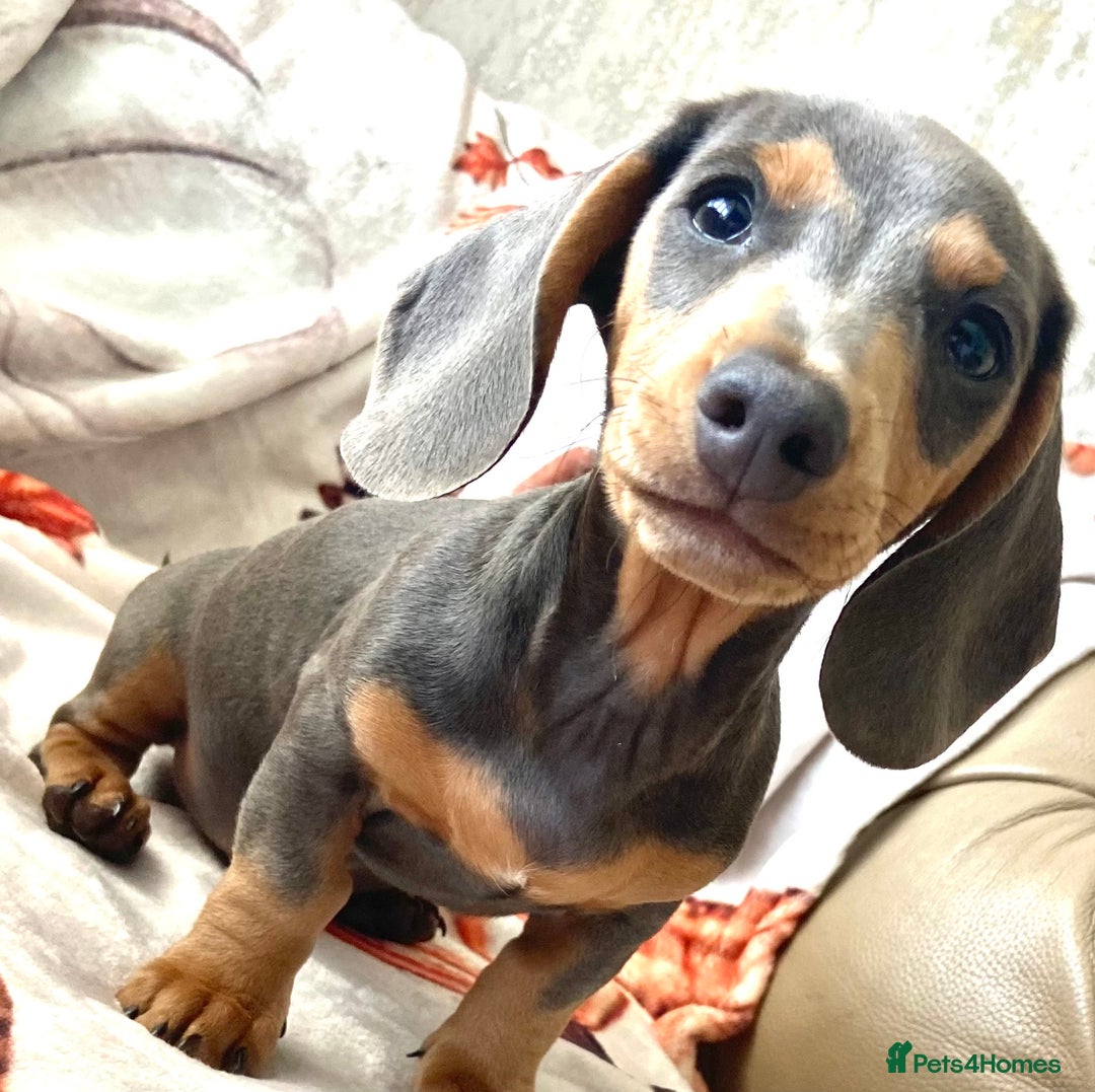 Miniature Dachshund dogs for sale: Miniature dachshunds - Image 7