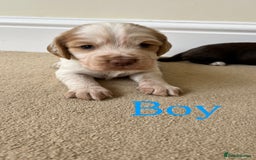 Cocker Spaniel dogs for sale: STUNNING FUR BABYS NEED A HOME🐶🩷🩵 - Image 2