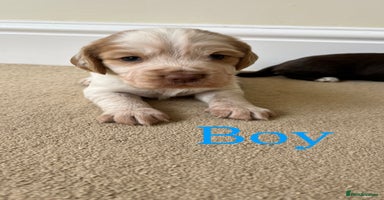 Cocker Spaniel dogs - Advert 6