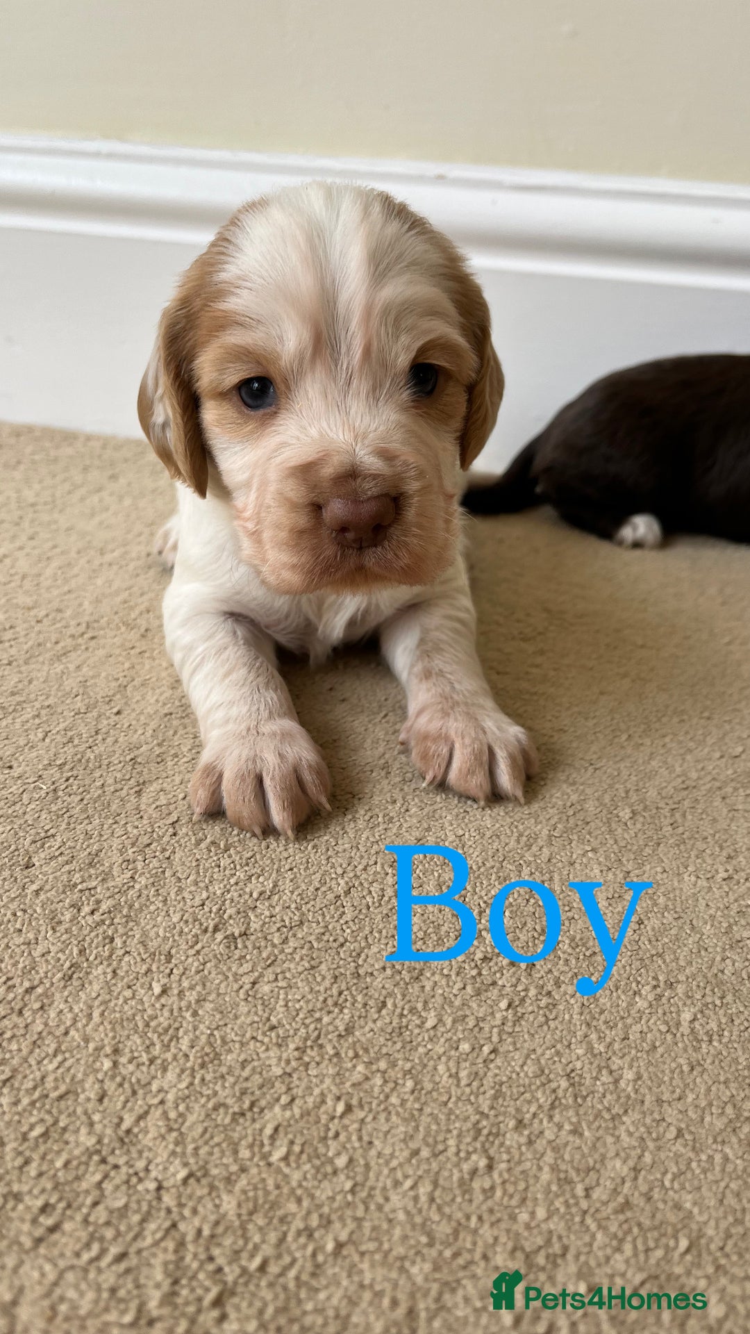 Cocker Spaniel dogs for sale: STUNNING FUR BABYS NEED A HOME🐶🩷🩵 - Image 2