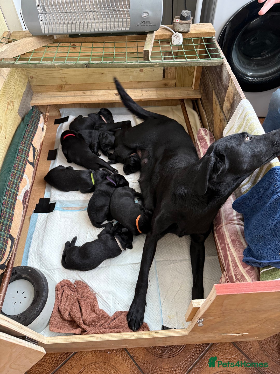 Labrador Retriever dogs for sale: Kc reg Labrador pups  - Advert 1