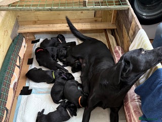 Labrador Retriever dogs Kc reg Labrador pups - Advert 3