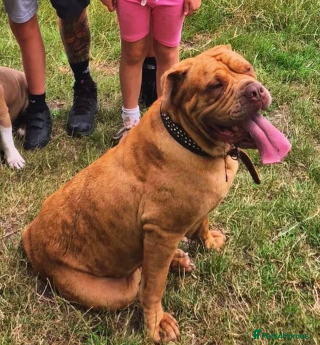 Mixed Breed dogs for sale: 5 year old female mastiff cross - Image 4