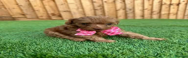 Cockapoo 5