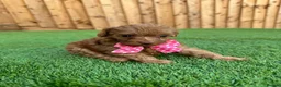 Cockapoo dogs for sale: Beautiful Cockapoo Puppies - Advert 14