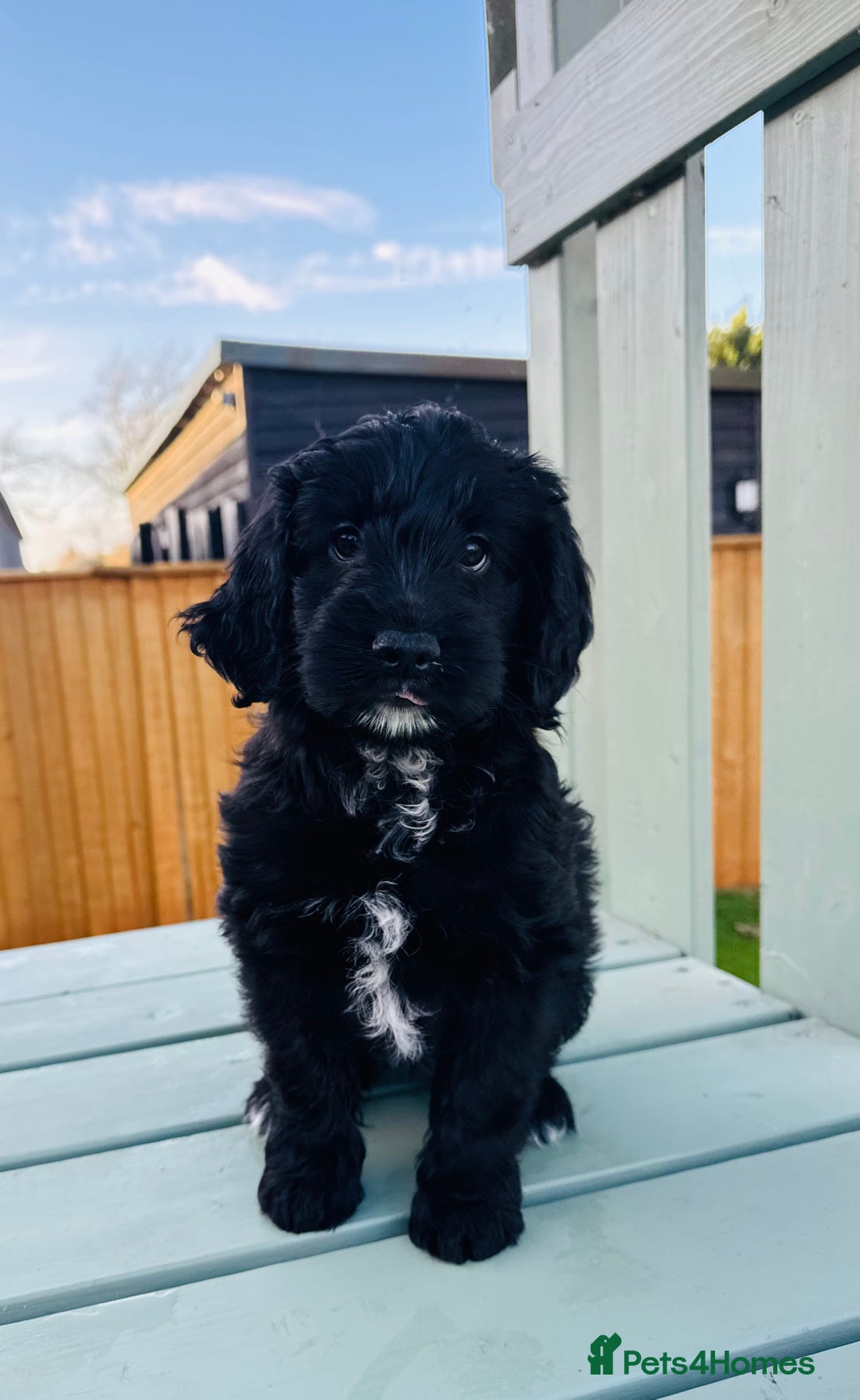 Cockapoo dogs for sale: Cockapoo Babies 🐾🐾🐾 - Advert 2