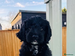 Cockapoo dogs Cockapoo Babies 🐾🐾🐾 - Advert 6