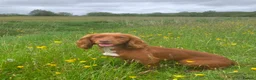 Cocker Spaniel dogs for sale: 🐾 POPPY – KC REGISTERED WORKING COCKER SPANIEL 🐾 in Clitheroe - Advert 2