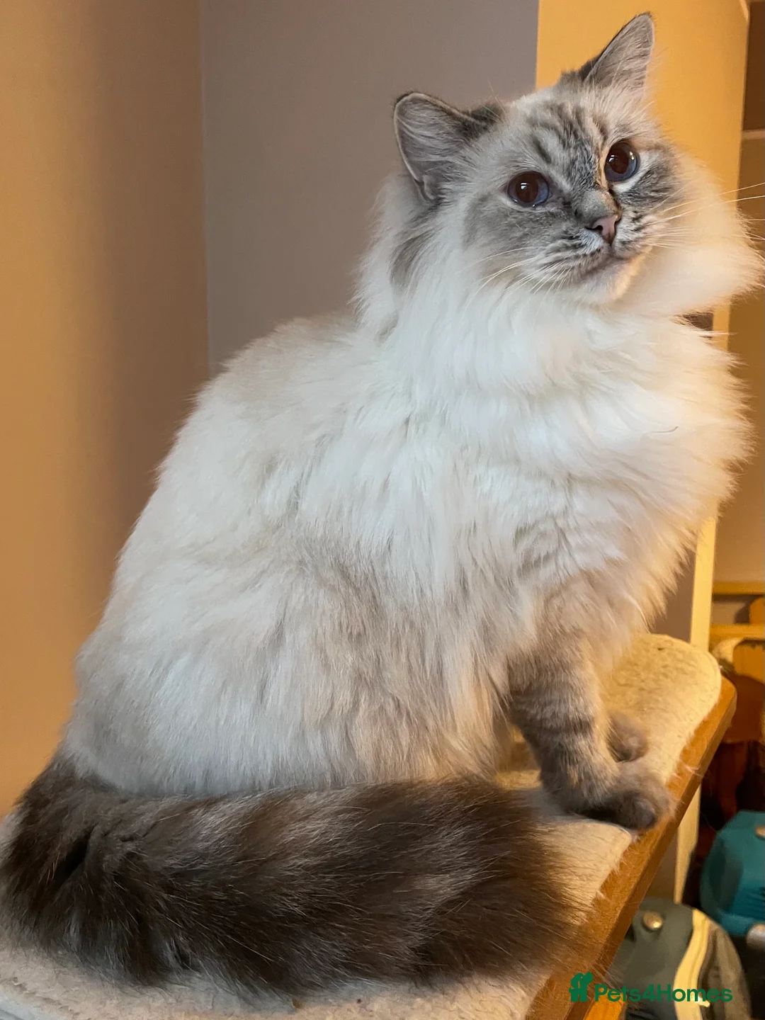 Ragdoll cats for sale:  Retiring now  - Advert 16