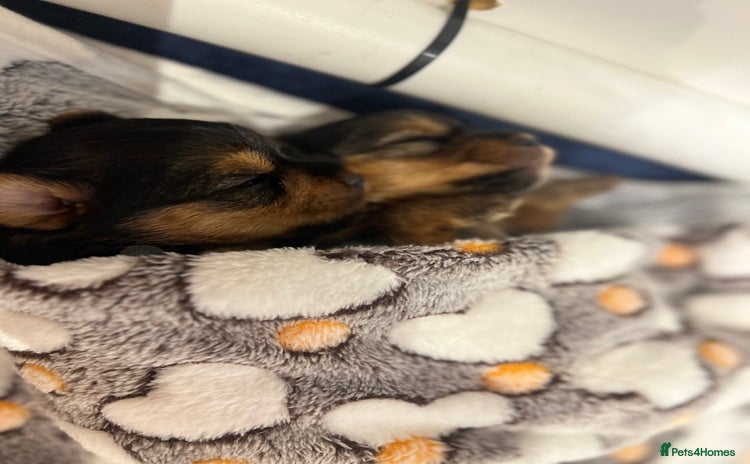 Yorkshire Terrier dogs - Advert 3