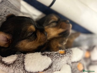 Yorkshire Terrier dogs - Advert 17