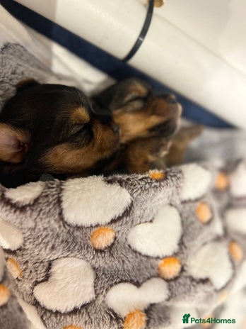 Yorkshire Terrier dogs - Advert 3