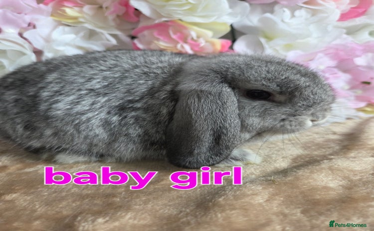 Mini Lop rabbits - Advert 14