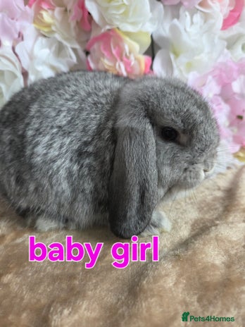 Mini Lop rabbits - Advert 5