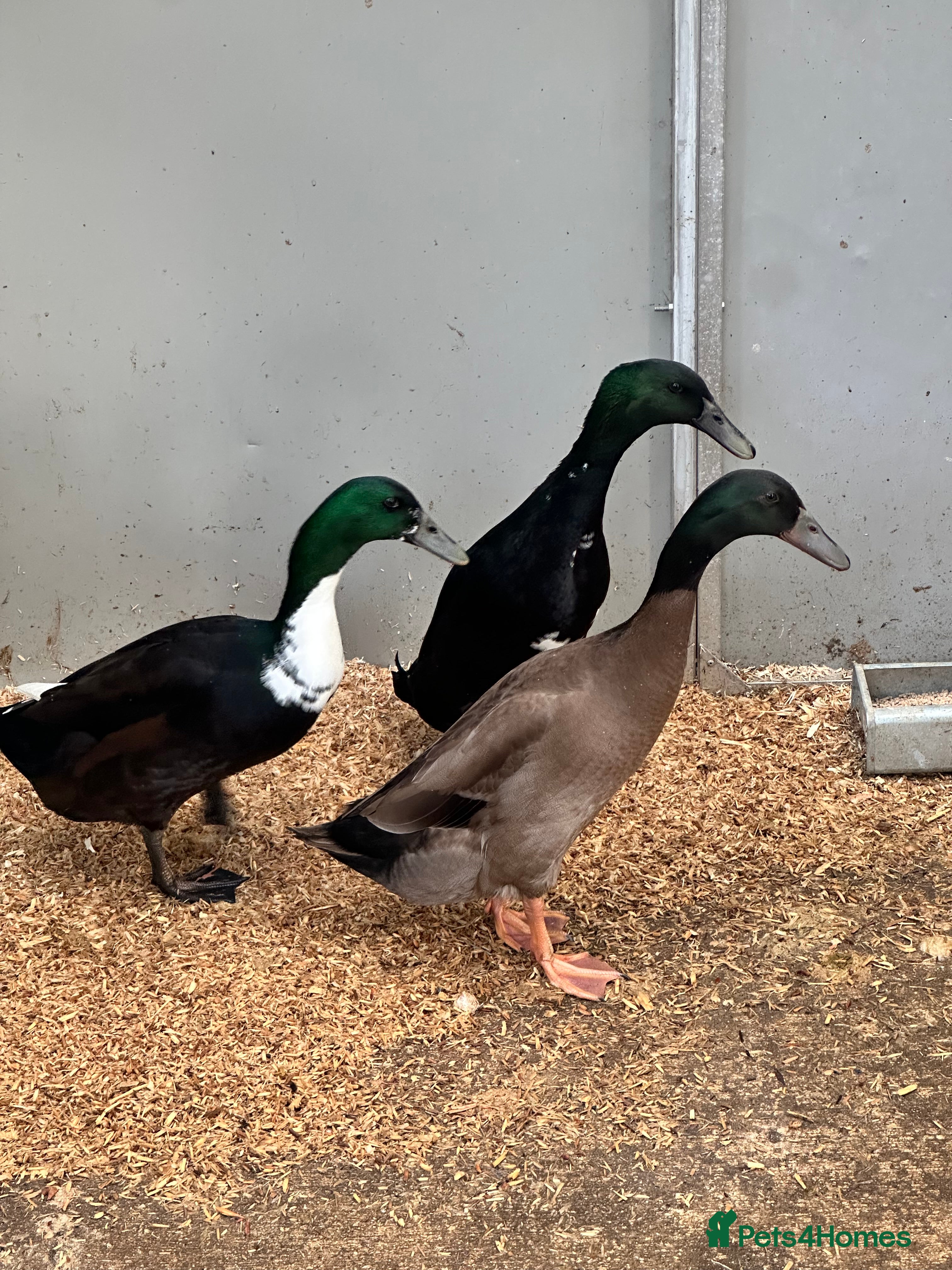 Ducks poultry Indian runner ducks  - Advert 1