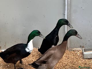 Ducks poultry Indian runner ducks - Advert 1