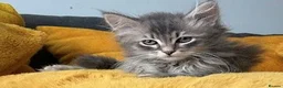 Siberian cats for sale: Beautiful Pure Siberian Kittens - Hypoallergenic - Advert 4