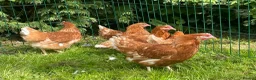 Chickens poultry for sale: Chickens Point of lay hens - Advert 10