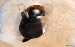 Beagle dogs for sale: ** STUNNING KC 5 GEN TRI COLOUR BEAGLEPUPS ** - Image 14