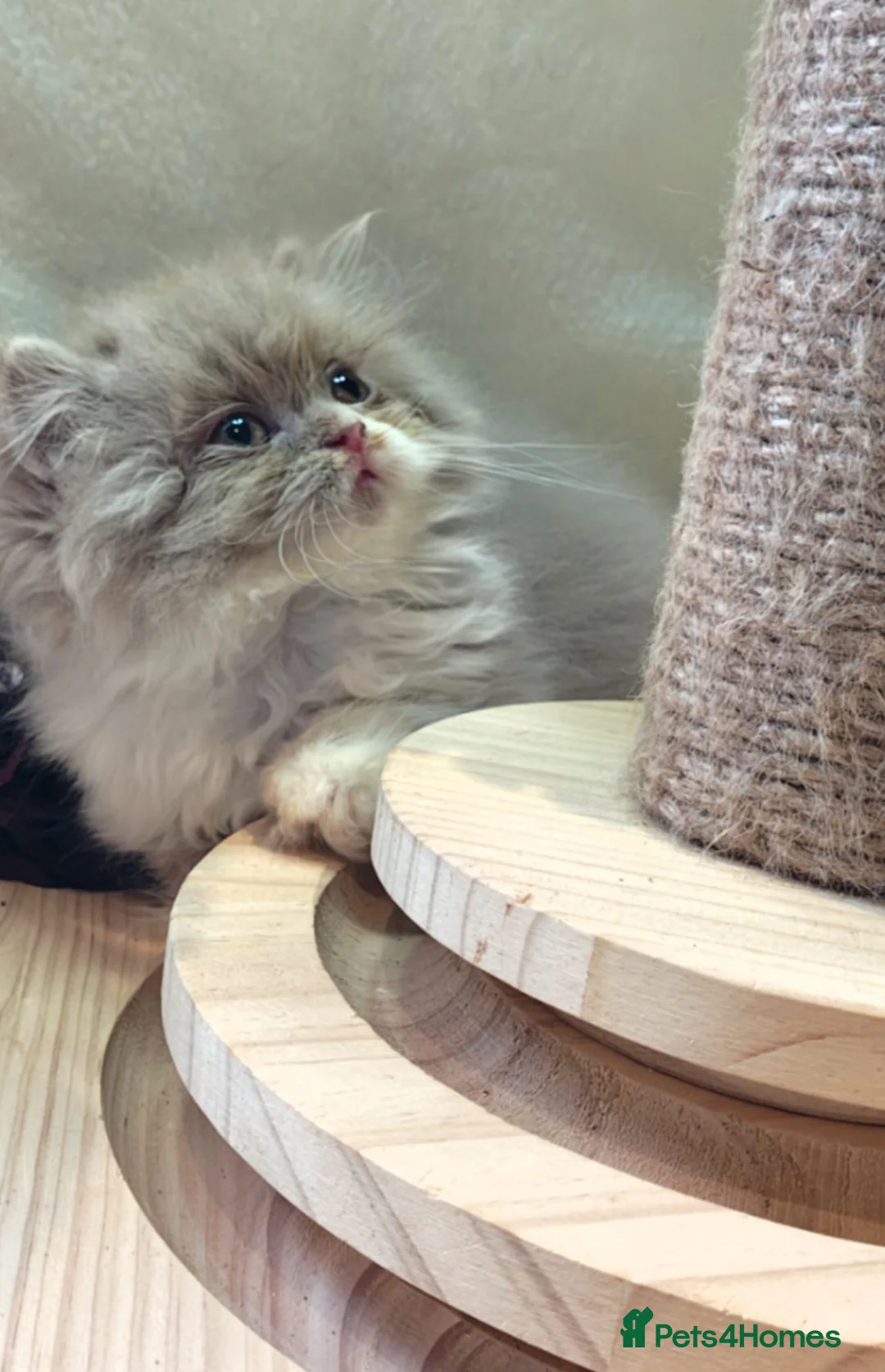 British Longhair cats for sale: Fawn/cinnamon/red/blue golden  - Advert 1