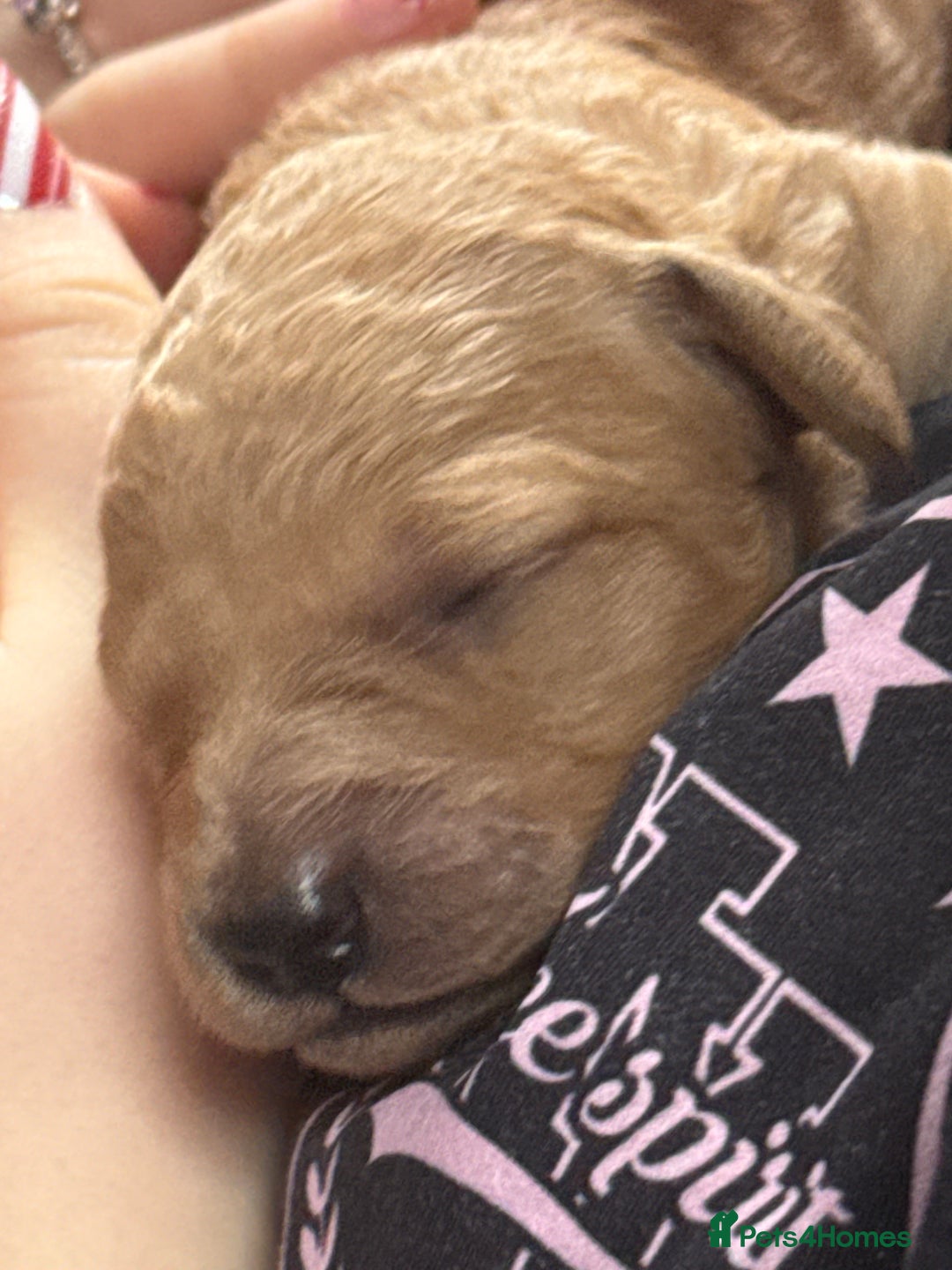 Labradoodle dogs for sale: Beautiful labradoodles  - Advert 4