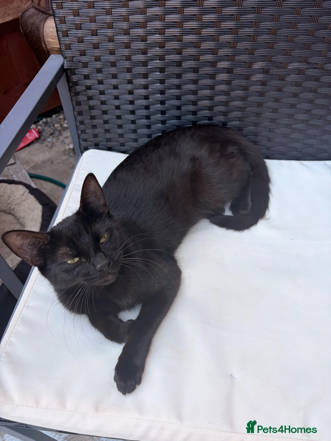 Mixed Breed cats for sale: Adorable kittens rehome ASAP - Advert 2