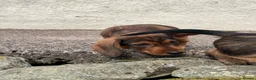 Dachshund dogs for sale: Beautiful wired haired dachshund for sale  - Advert 4
