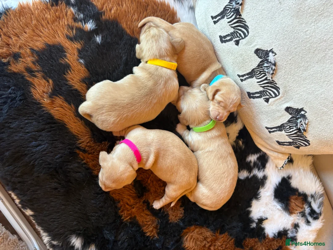 Miniature Dachshund dogs for sale: Pure cream mini smooth dachshund pups - Advert 1