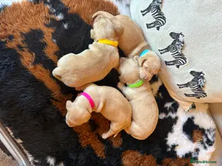 Miniature Dachshund dogs for sale: Pure cream mini smooth dachshund pups - Advert 2