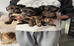 Yorkshire Terrier dogs for sale: Mini Yorkshire terrier puppies  - Image 1