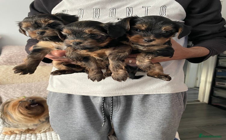 Yorkshire Terrier dogs - Advert 1