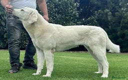 Central Asian Shepherd dogs for stud: Serbia import, amazing structure,  - Image 1