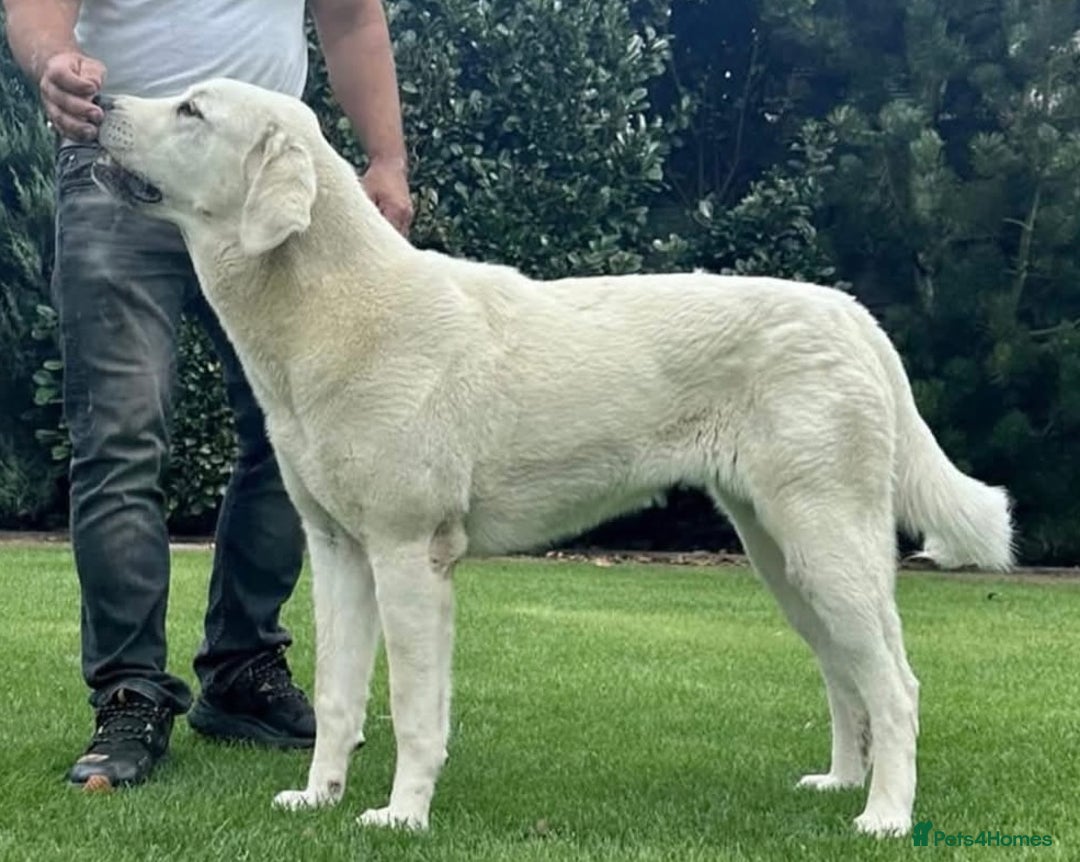 Central Asian Shepherd dogs for stud: Serbia import, amazing structure,  - Image 1