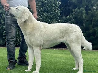 Central Asian Shepherd dogs Serbia import, amazing structure, - Advert 1